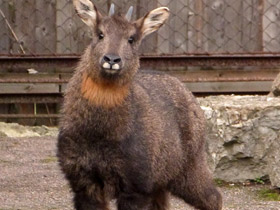 Фото Горал: между козлом и антилопой