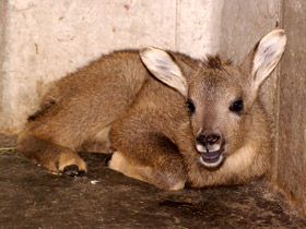 Фото Горал: между козлом и антилопой