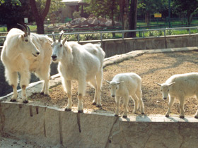 Смотреть фото Снежная коза Фото Снежная коза