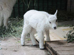 Смотреть фото Снежная коза Фото Снежная коза
