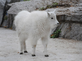 Смотреть фото Снежная коза Фото Снежная коза