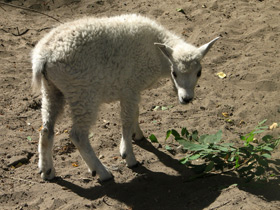 Смотреть фото Снежная коза Фото Снежная коза