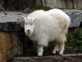 Смотреть фото Снежная коза Фото Снежная коза