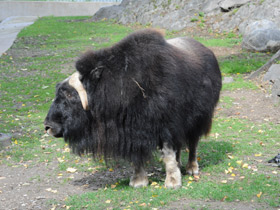 Смотреть фото Овцебык Фото Овцебык