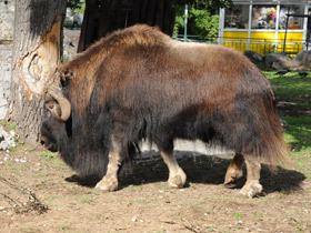 Смотреть фото Овцебык Фото Овцебык