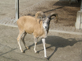 Смотреть фото Горный туркменский баран Фото Горный туркменский баран