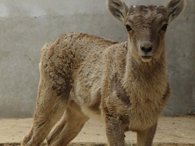 Фото Гималайский горный баран