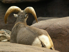 Фото Толсторог