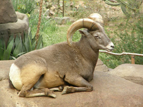 Фото Толсторог