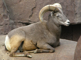 Фото Толсторог