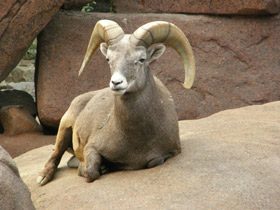 Фото Толсторог