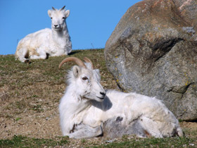 Смотреть фото Баран Далла Фото Баран Далла
