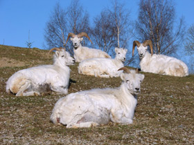 Смотреть фото Баран Далла Фото Баран Далла
