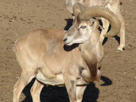 Смотреть фото Арменийский муфлон Фото Арменийский муфлон