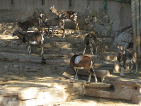 Смотреть фото Муфлон Фото Муфлон