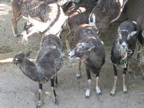 Смотреть фото Самые рогатые животные Фото Самые рогатые животные