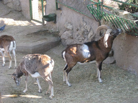 Смотреть фото Муфлон Фото Муфлон