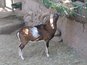 Смотреть фото Муфлон Фото Муфлон