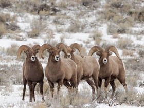 Фото Снежный баран