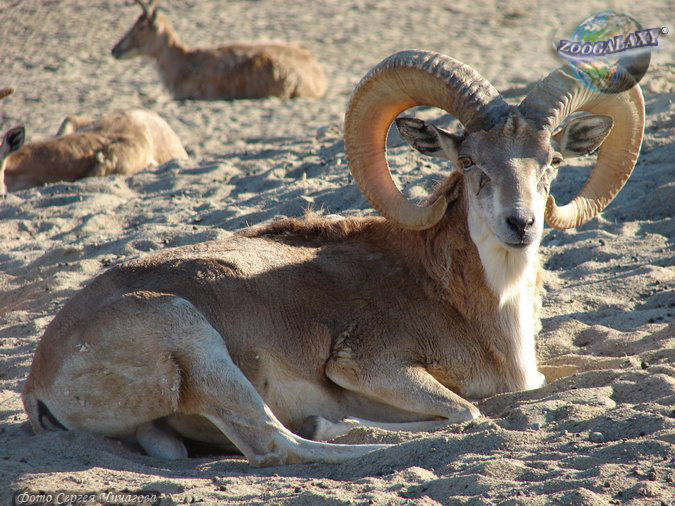 Смотреть фото Уриал Фото Уриал