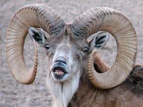 Уриал Уриал