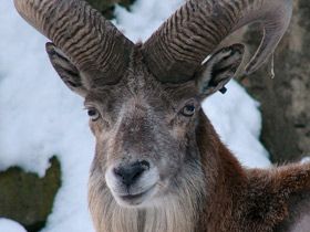 Смотреть фото Уриал Фото Уриал