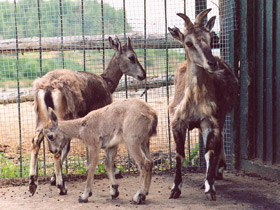 Смотреть фото Голубой баран Фото Голубой баран