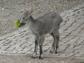 Смотреть фото Голубой баран Фото Голубой баран