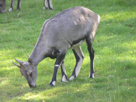 Смотреть фото Голубой баран Фото Голубой баран
