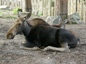 Смотреть фото Лось Фото Лось