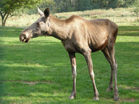 Смотреть фото Лось Фото Лось