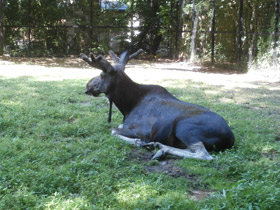 Смотреть фото Лось Фото Лось