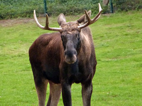 Фото Несуразный зверь