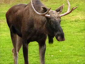Смотреть фото Лось: этот странный сохатый Фото Лось: этот странный сохатый