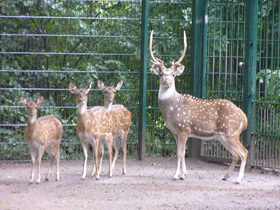 Смотреть фото Аксис Фото Аксис