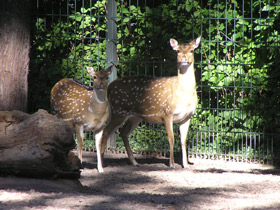 Смотреть фото Аксис Фото Аксис