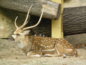 Смотреть фото Аксис Фото Аксис