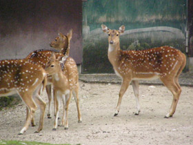 Смотреть фото Аксис Фото Аксис