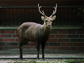 Смотреть фото Олень Куля Фото Олень Куля