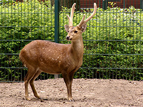 Смотреть фото Свиной олень Фото Свиной олень