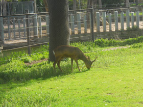 Смотреть фото Самая долгая беременность у животных Фото Самая долгая беременность у животных