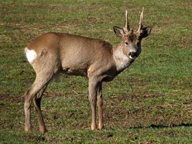 Фото Сибирская косуля