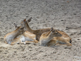 Смотреть фото Лань Фото Лань