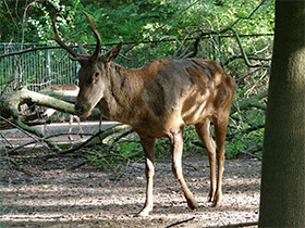 Фото Благородный олень