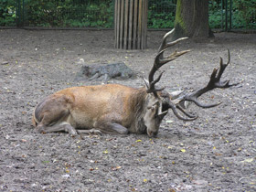 Фото Благородный олень