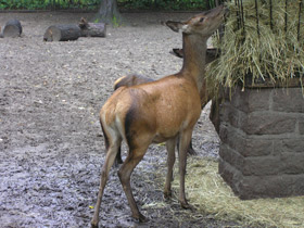 Фото Благородный олень