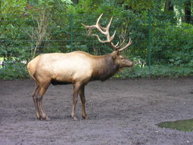 Фото Благородный олень