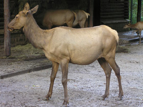 Фото Благородный олень