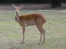 Фото Олень-лира
