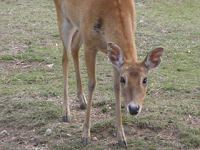 Фото Олень-лира
